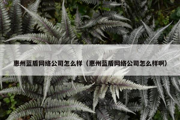 惠州蓝盾网络公司怎么样（惠州蓝盾网络公司怎么样啊）