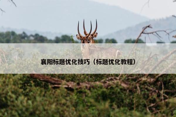 襄阳标题优化技巧（标题优化教程）